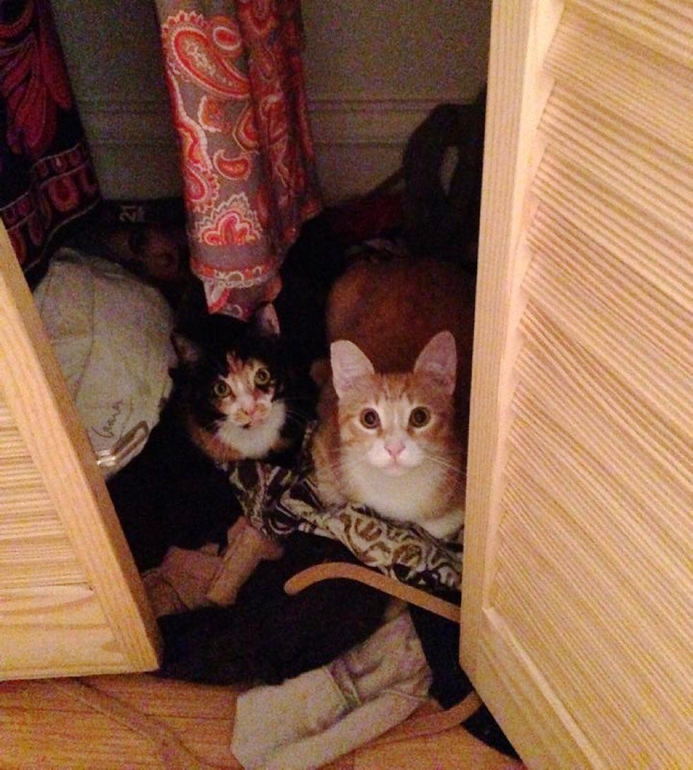 fenn the destroyer cat mischief makers