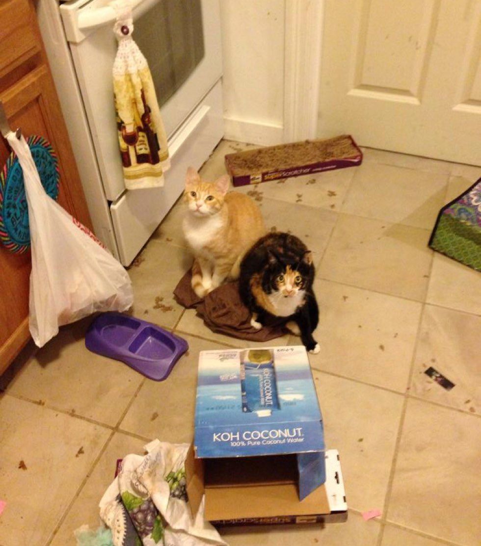 fenn the destroyer cat mischief makers