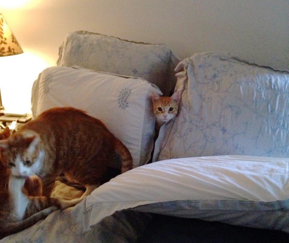 fenn the destroyer cat mischief