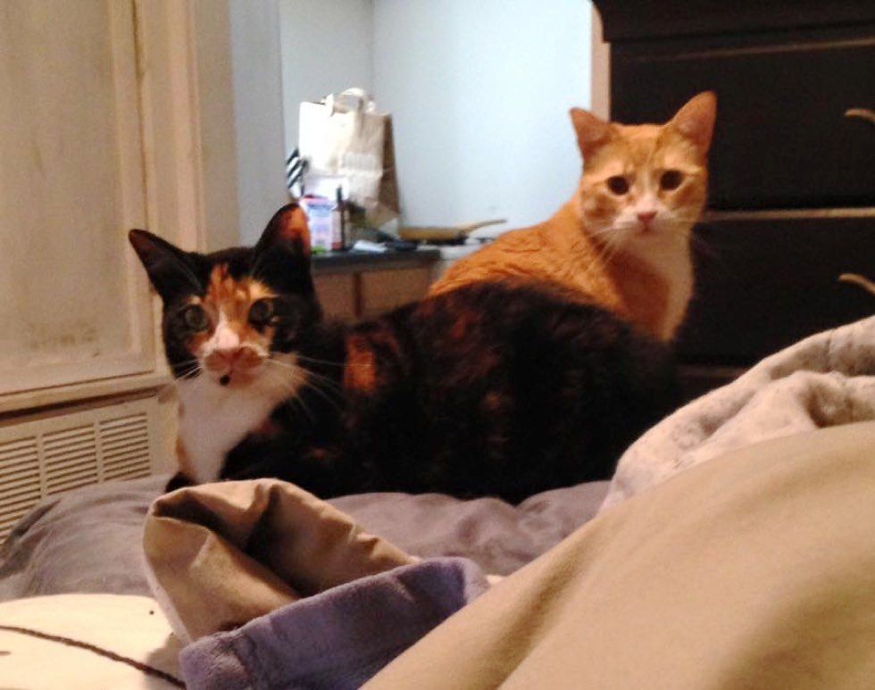 fenn the destroyer cat mischief