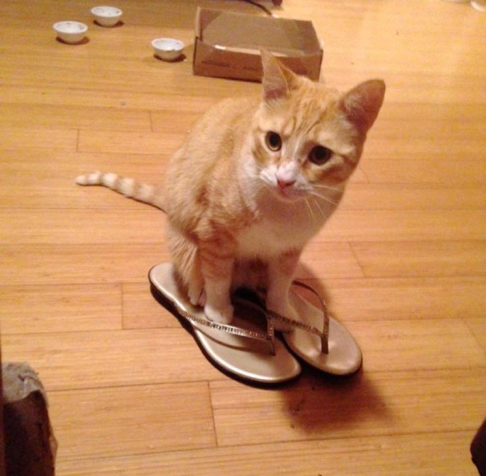 fenn the destroyer cat wears sandals