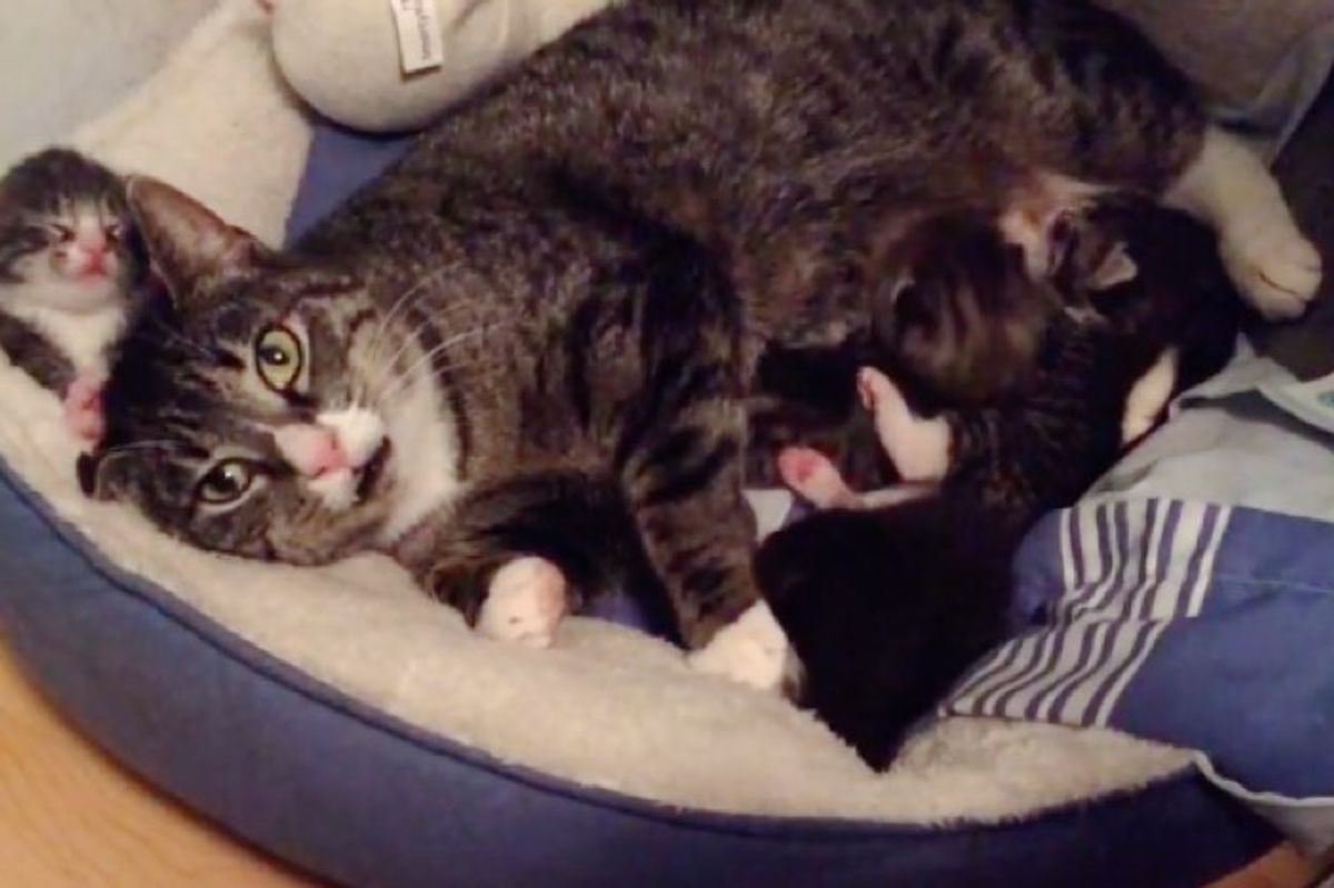 feral cat accepts help from rescuers for her newborn babies