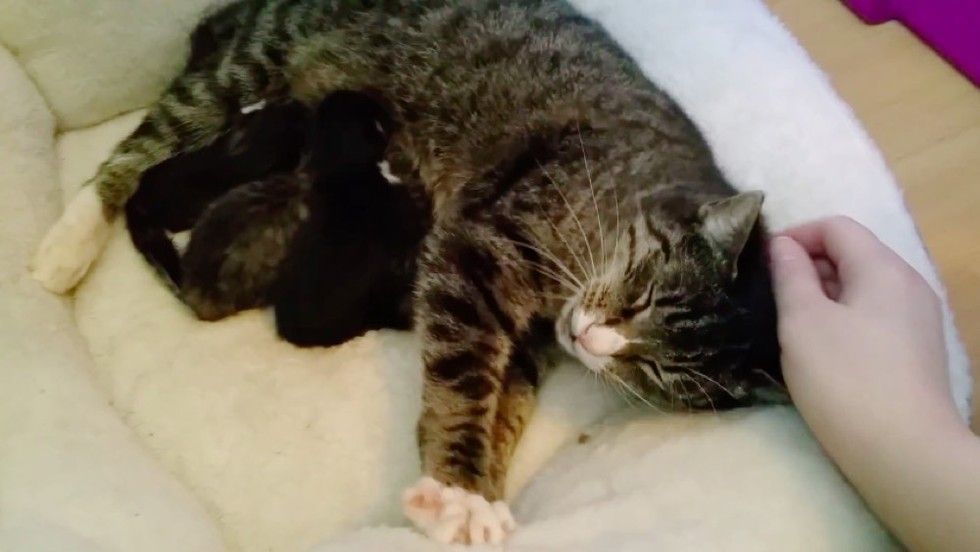 feral cat accepts help from rescuers for her newborn kitten babies