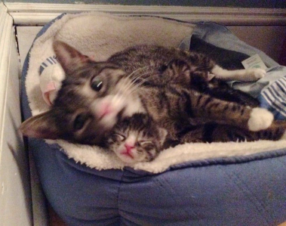 feral cat accepts help from rescuers for her newborn kitten babies