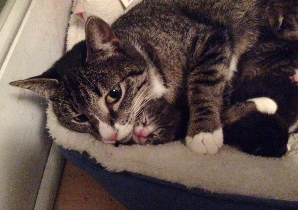 feral cat accepts help from rescuers for her newborn kitten babies