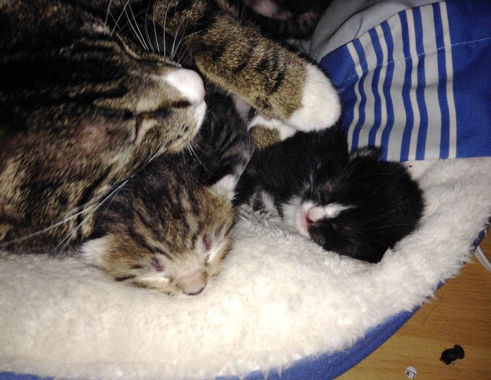 feral cat accepts help from rescuers for her newborn kitten babies