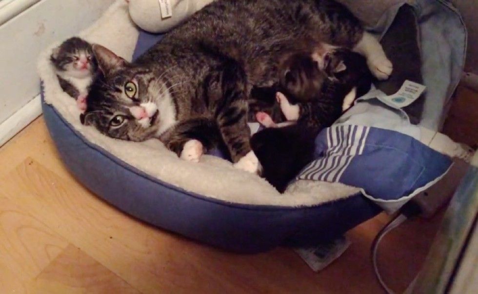 feral cat accepts help from rescuers for her newborn kitten babies