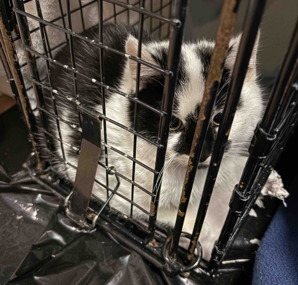 feral kitten carrier