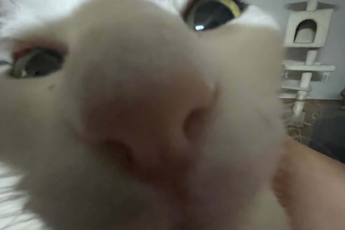 LOLcat Fun