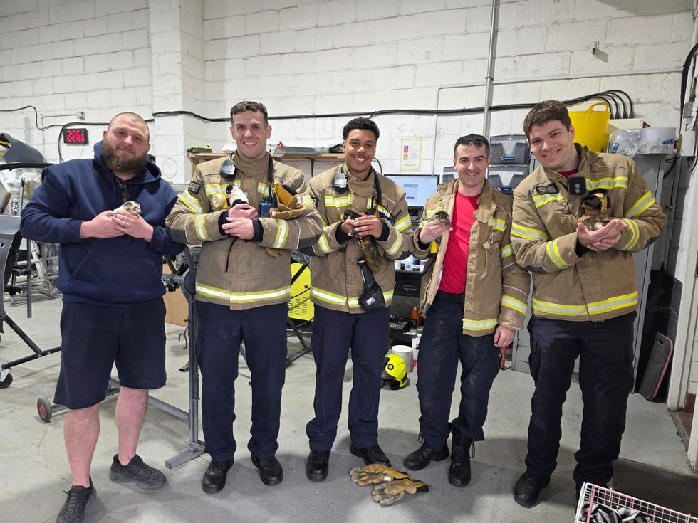fire fighters cuddle kittens