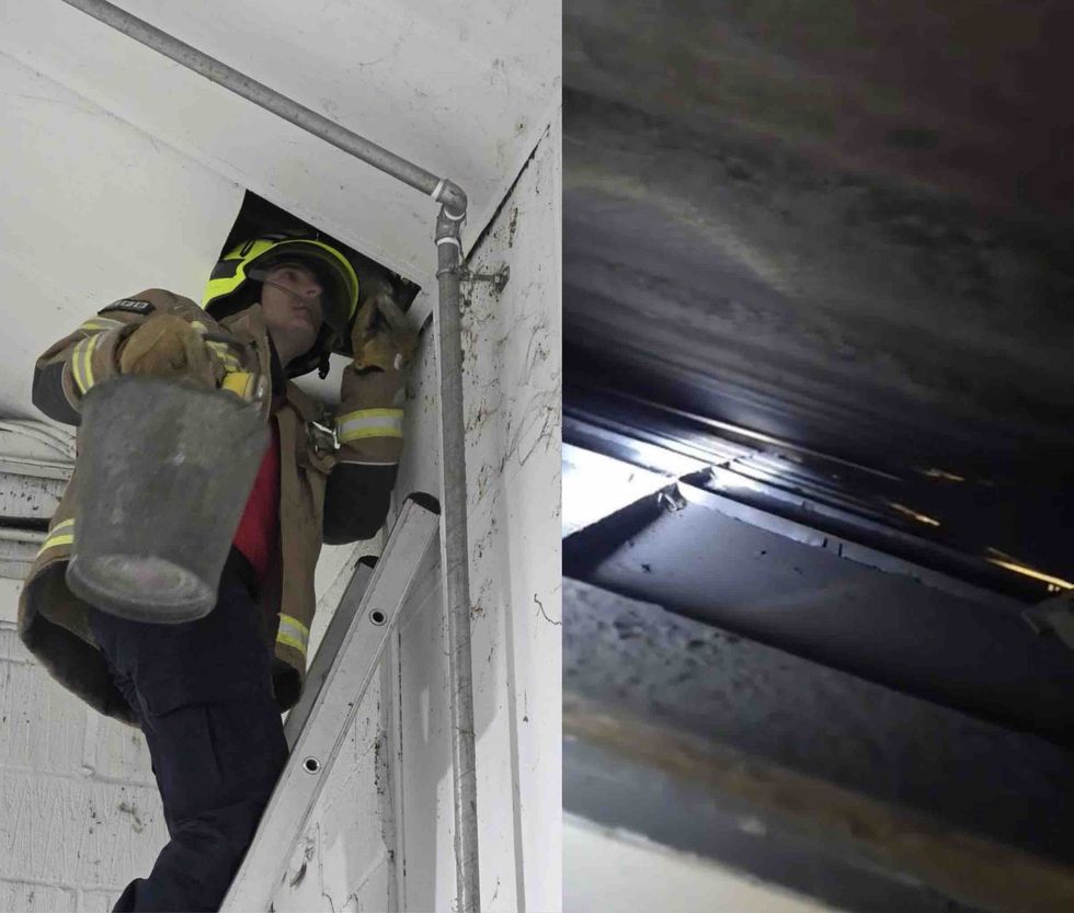 firefighter rescue kittens