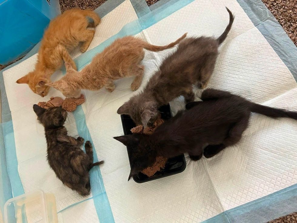 Five kittens, two orange, one gray tortoiseshell, and two black, gathered around a small dish of food.