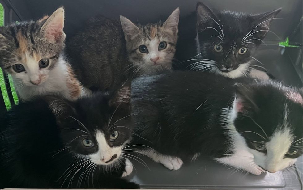 Five young kittens of mixed colors, calico, tabby, and black and white, huddle together looking at the camera.