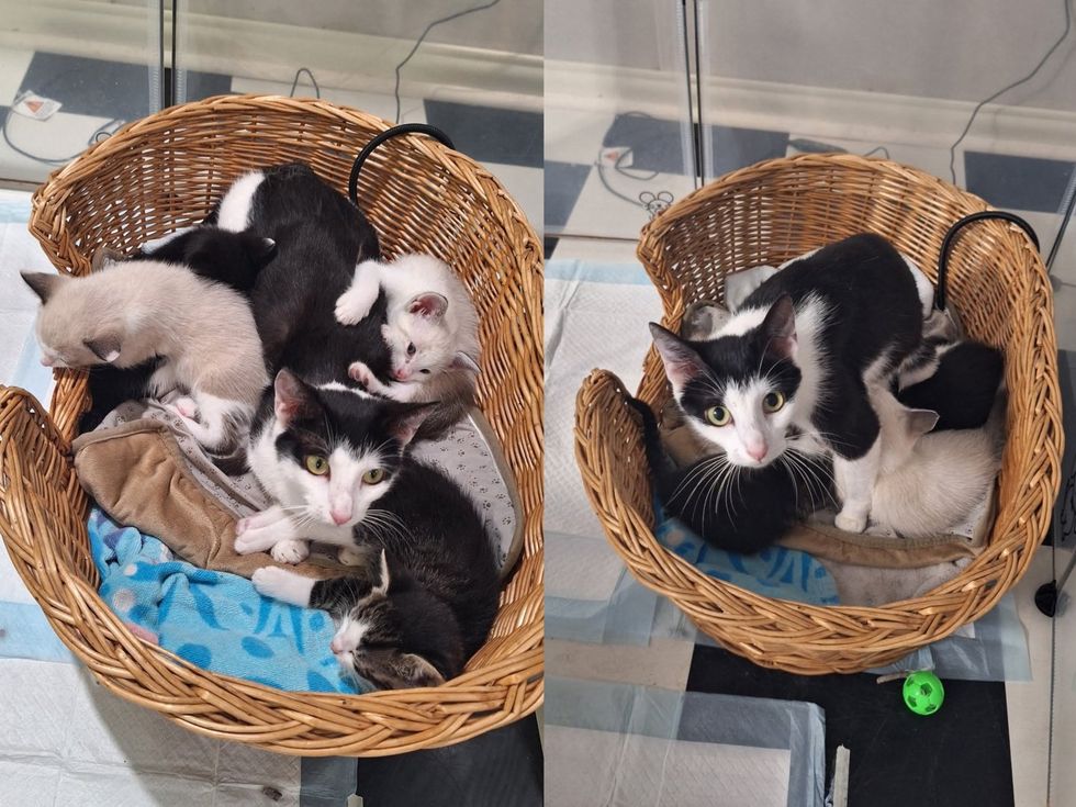 Five young kittens of mixed colors huddle together in a basket with their mother.