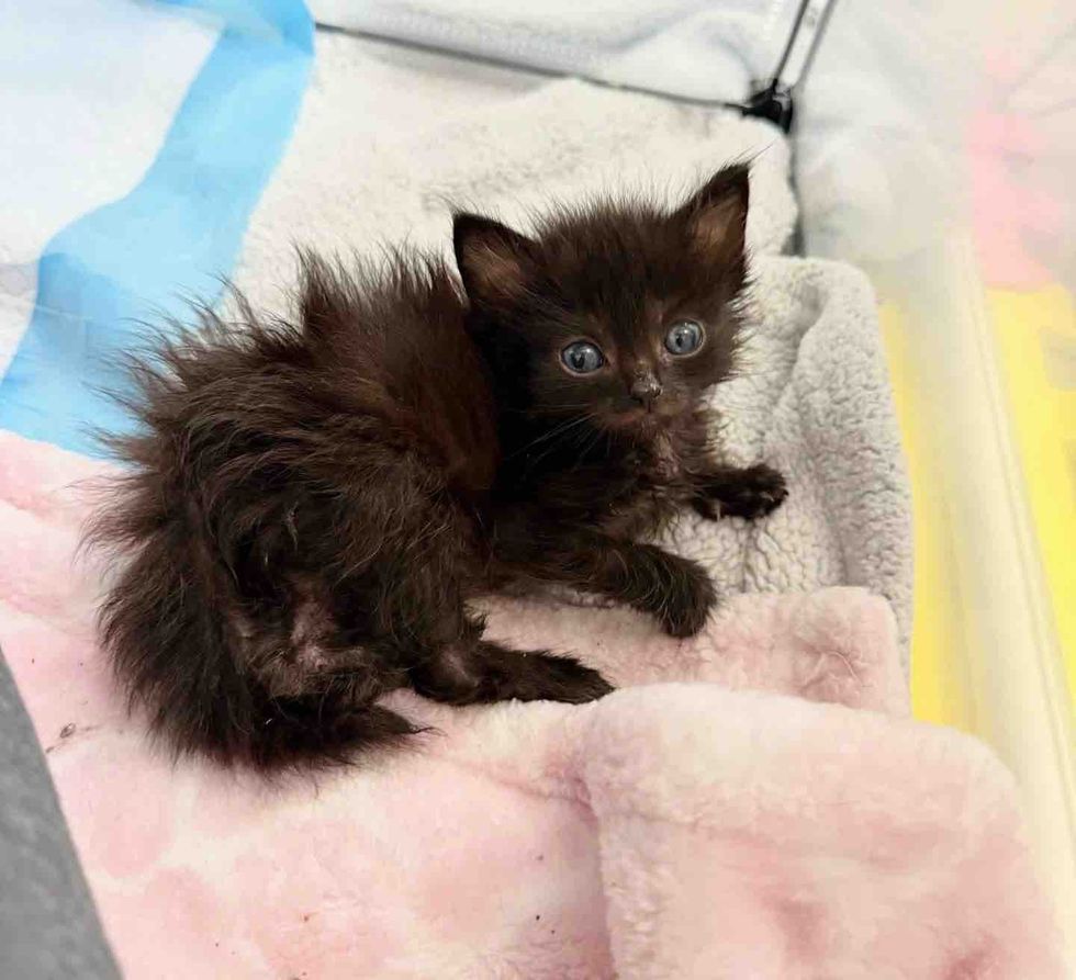 fluffy black kitten