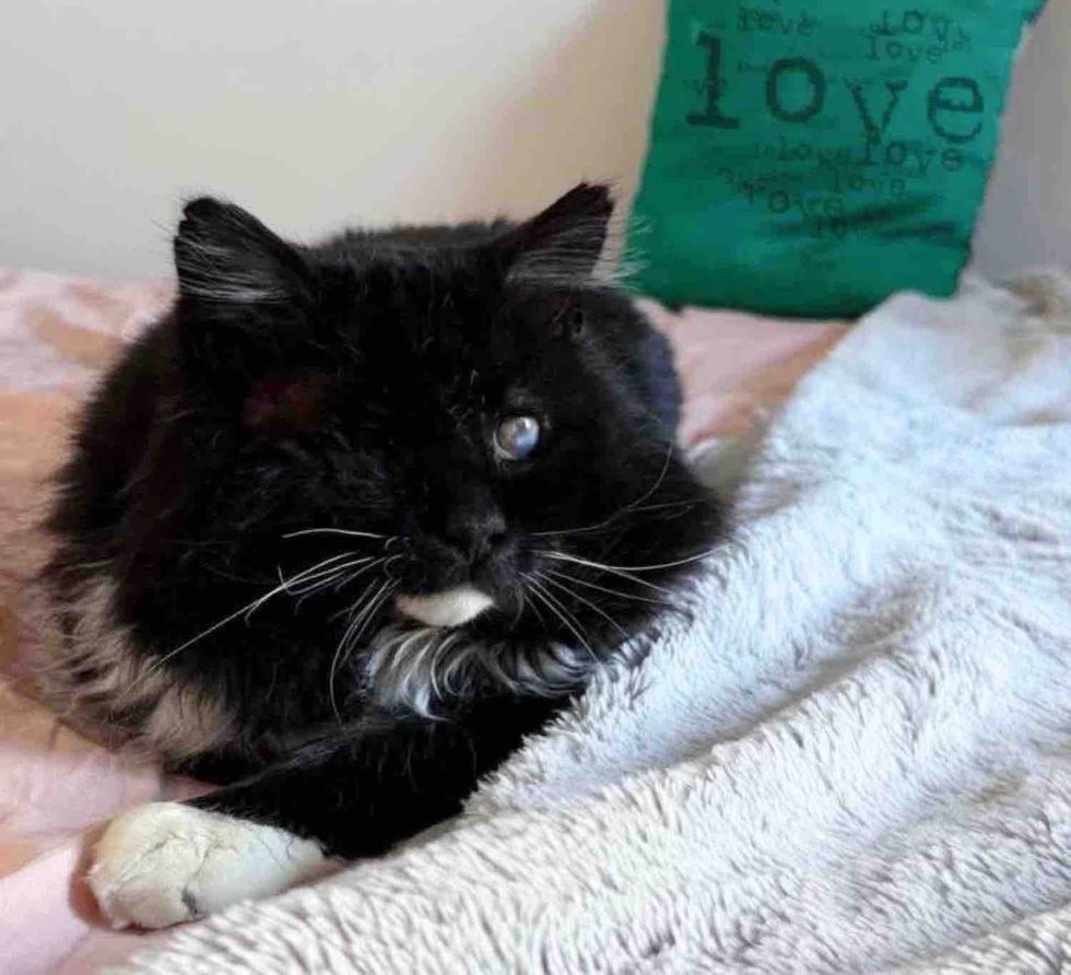 fluffy black white cat