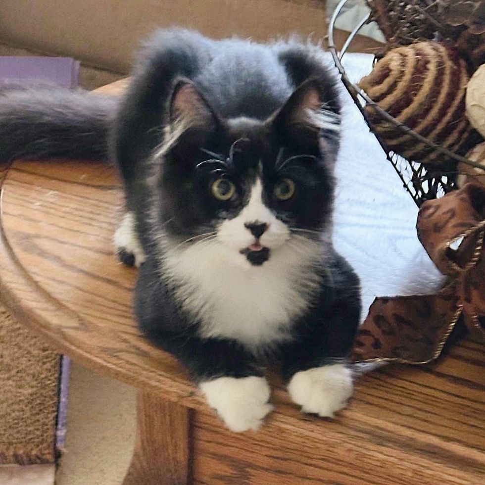 fluffy black white kitten