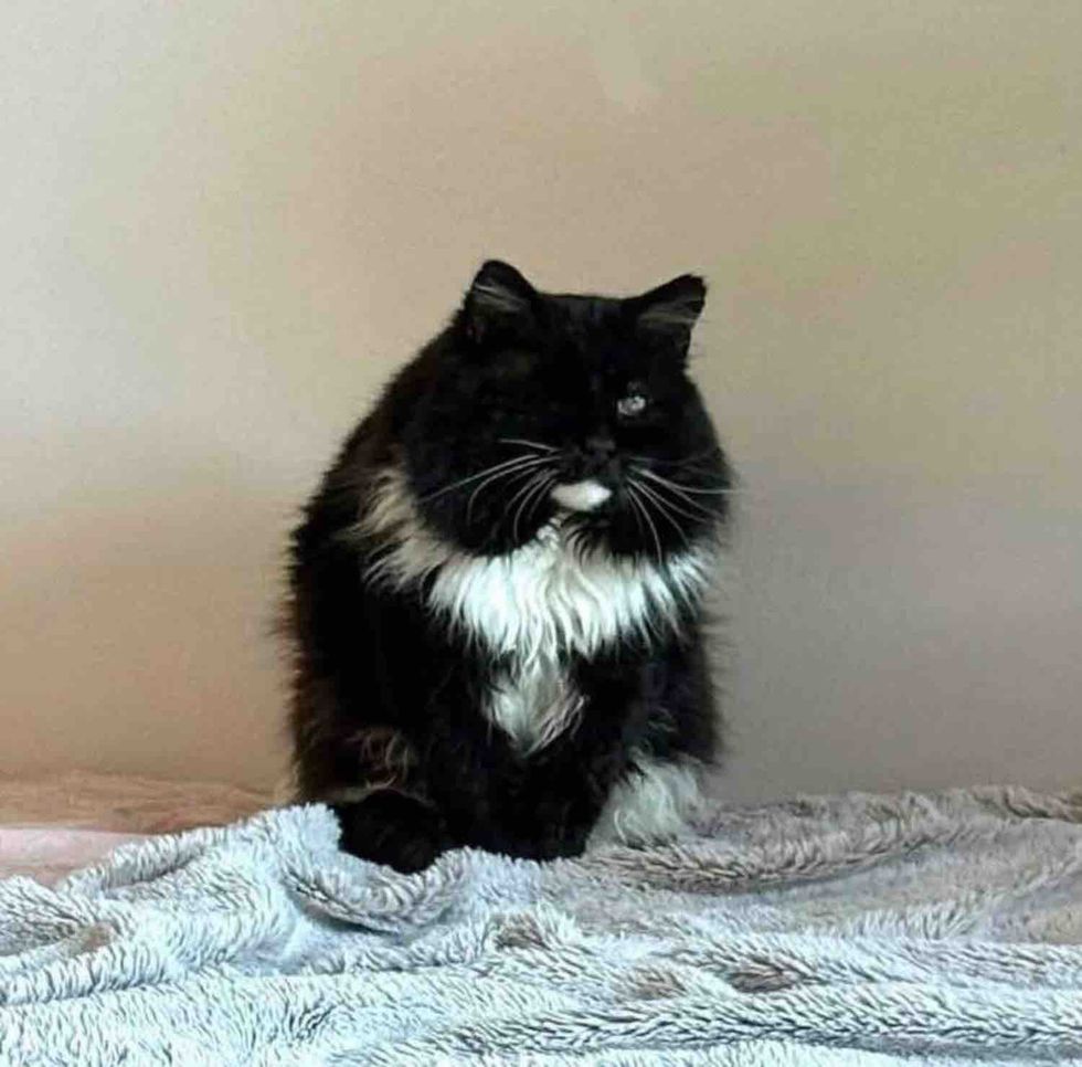 fluffy blind cat happy