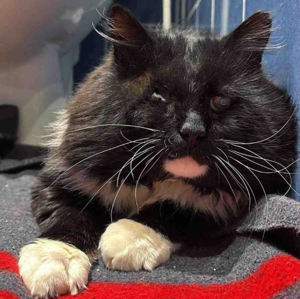 fluffy blind cat mittens