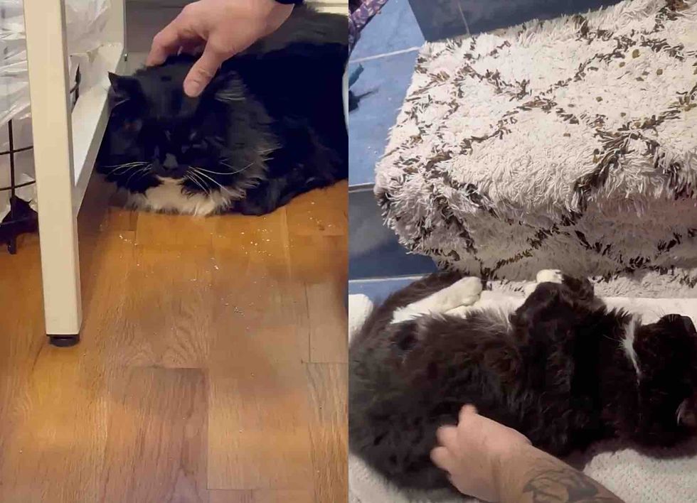 fluffy blind cat snuggles