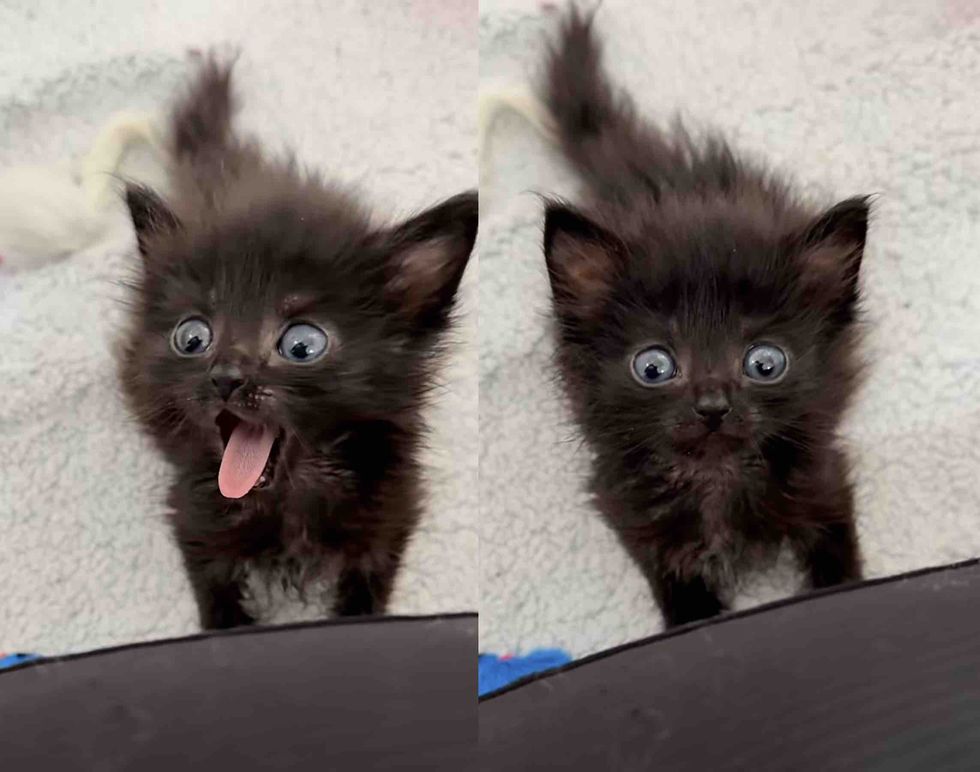 fluffy bold kitten meow