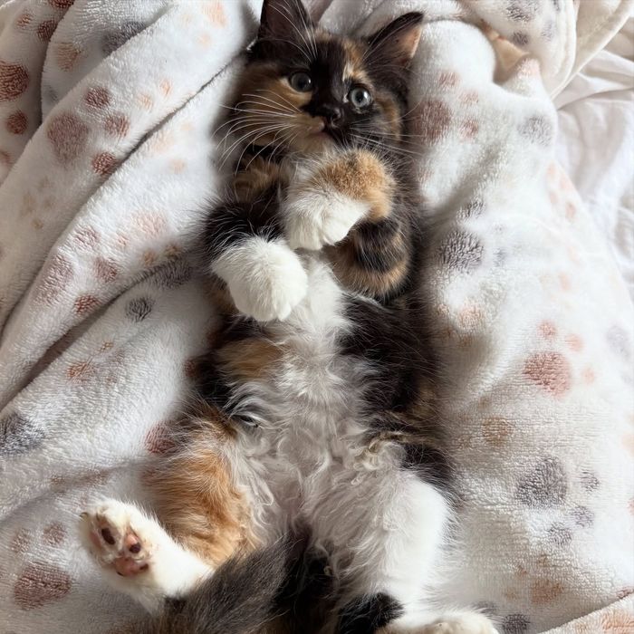 fluffy calico kitten lap cat