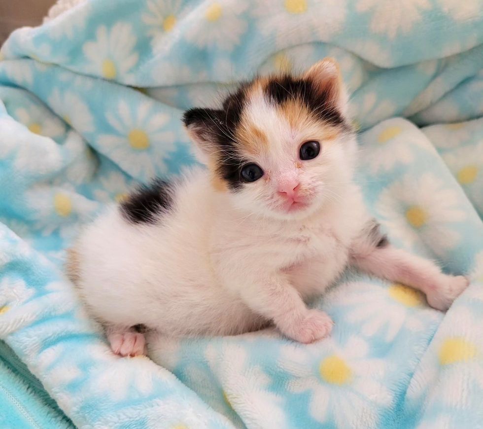 fluffy calico kitten
