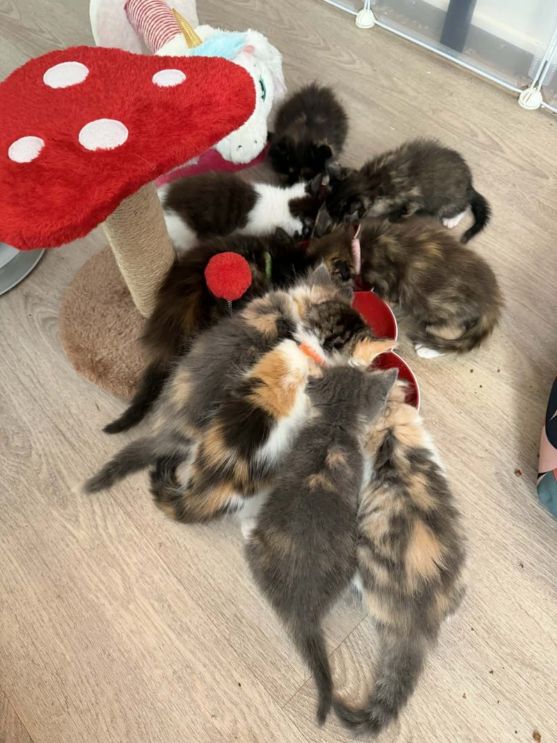 fluffy calico kittens mealtime