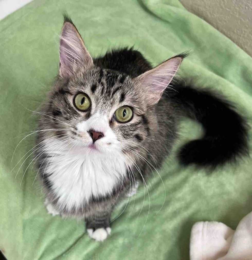 fluffy cat attention seeking