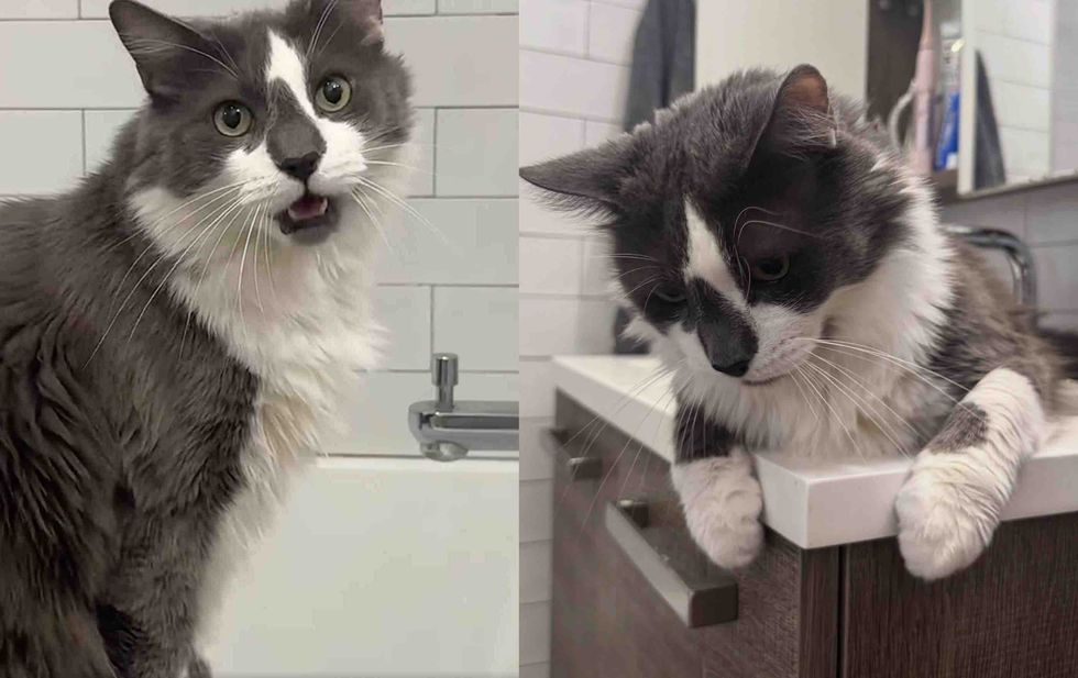fluffy cat bathroom exploring