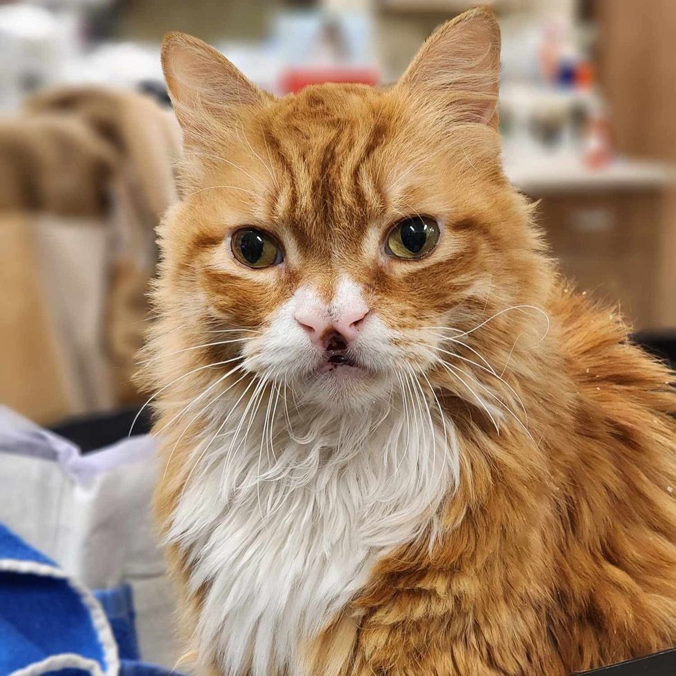 fluffy cat cleft nose