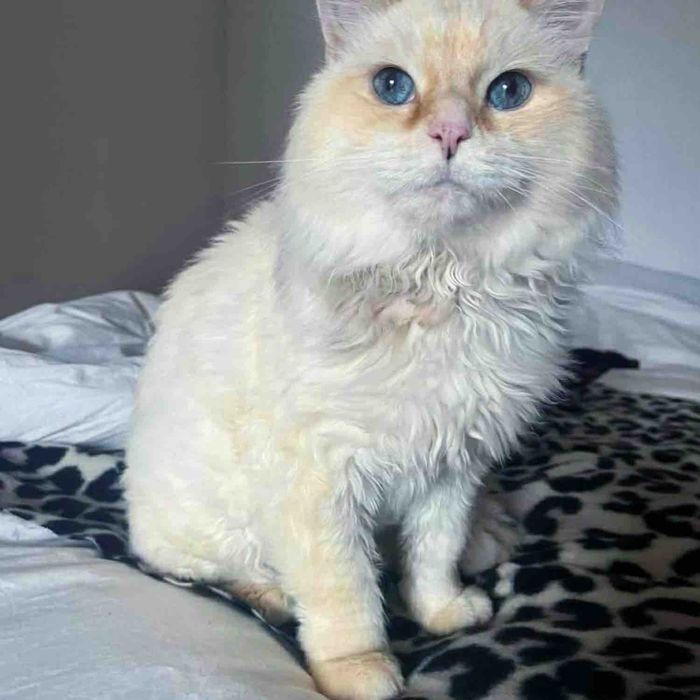 fluffy cat flame point