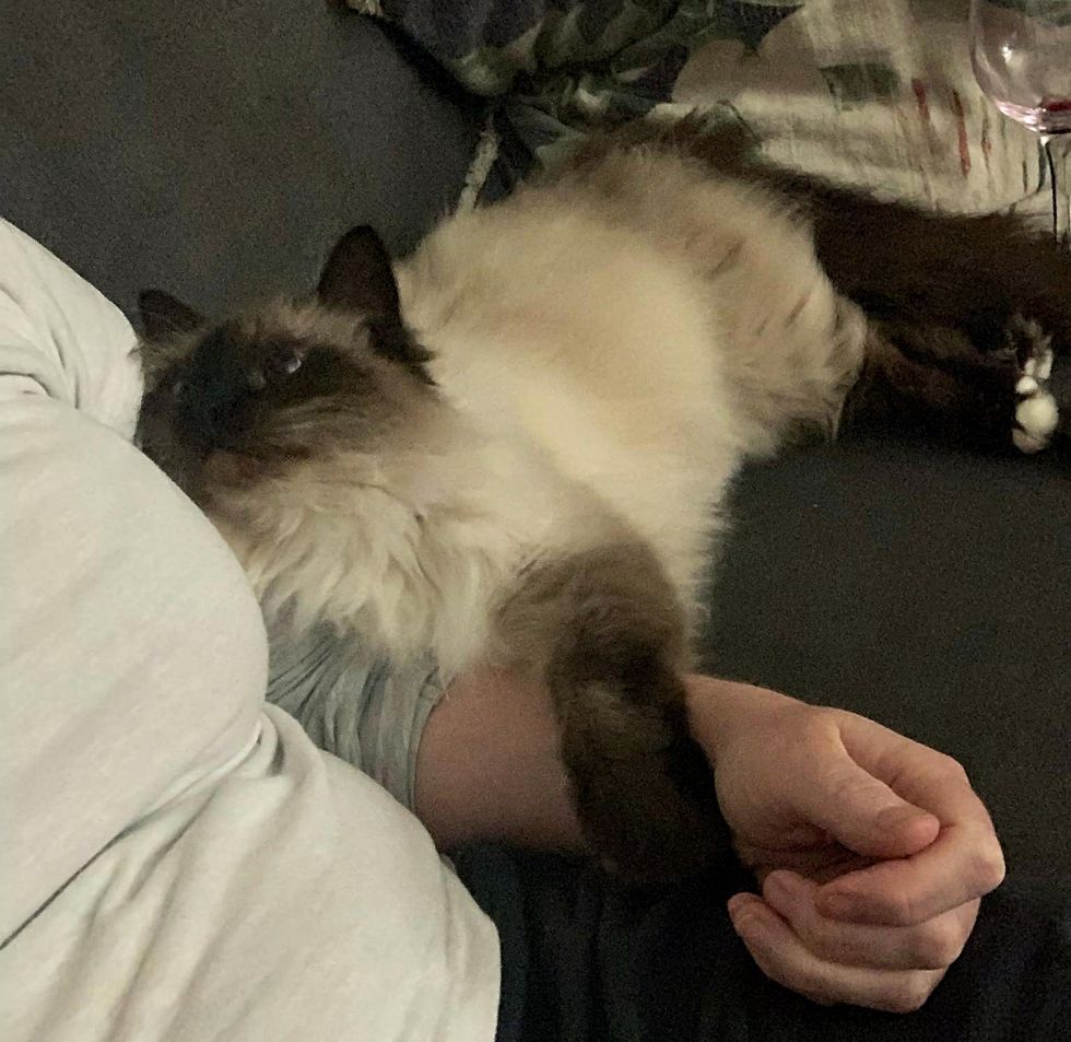 fluffy cat holding hands