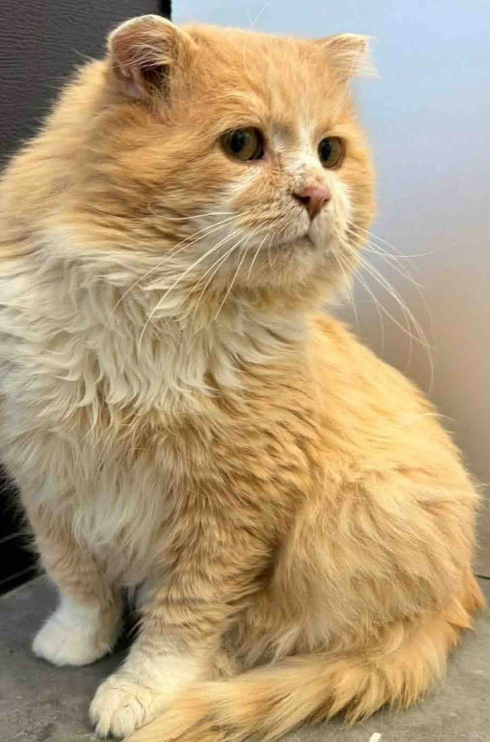 fluffy cat indoor life