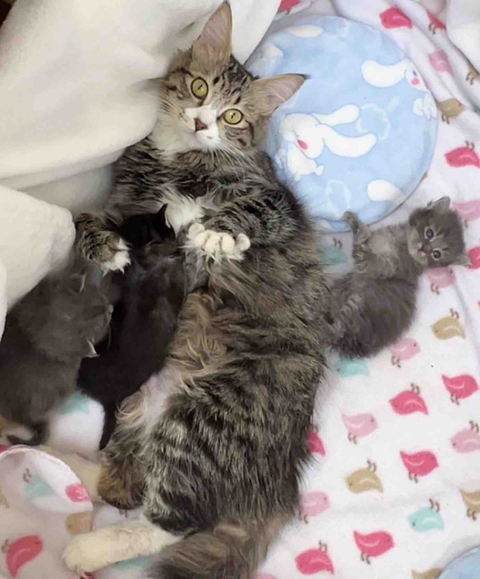 fluffy cat kittens