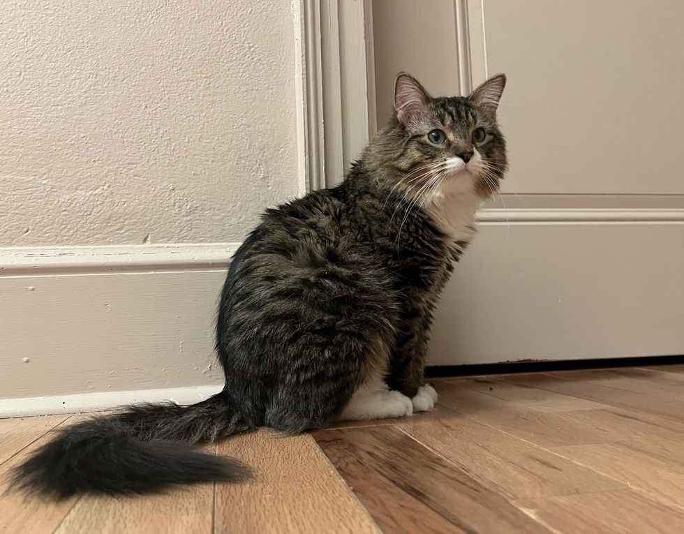 fluffy cat long tail