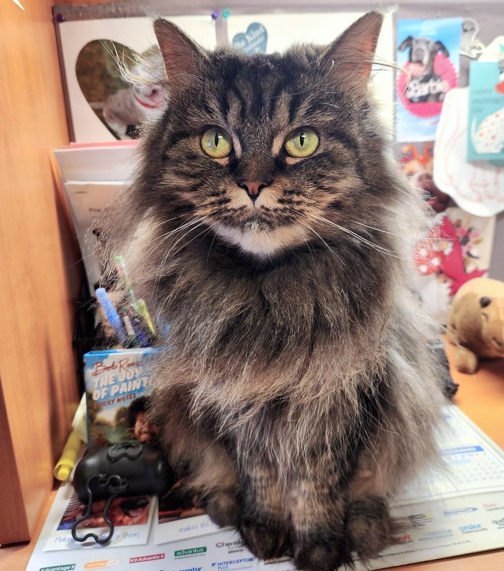 fluffy cat office happy