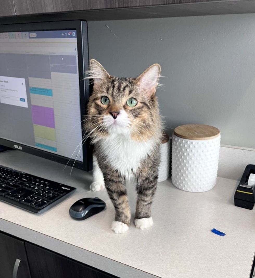 fluffy cat office helper
