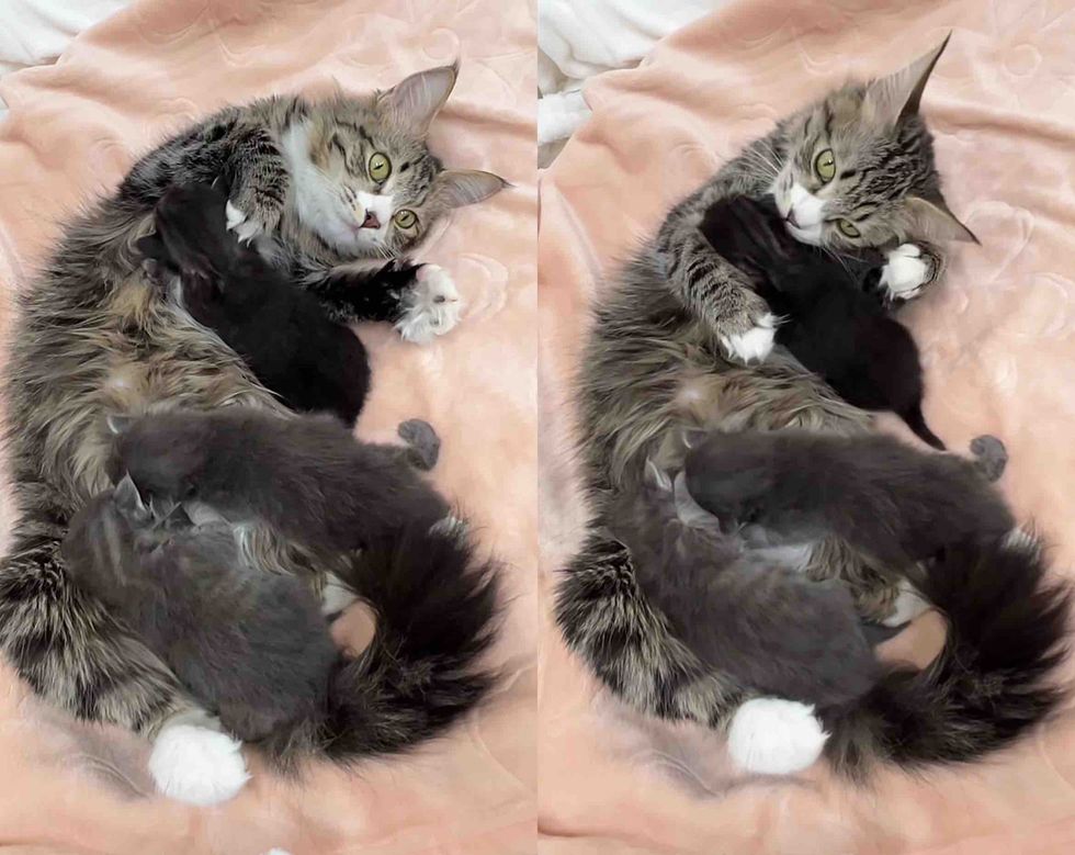 fluffy cat other nursing kittens