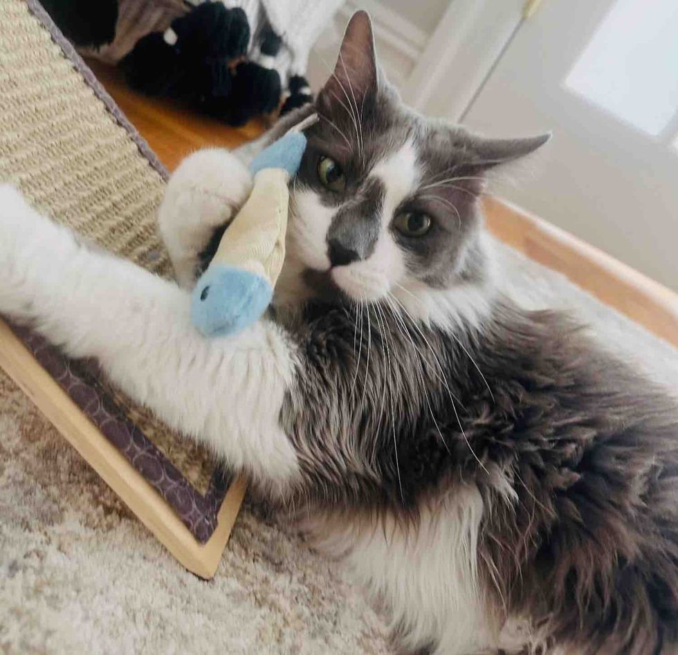 fluffy cat plays toy
