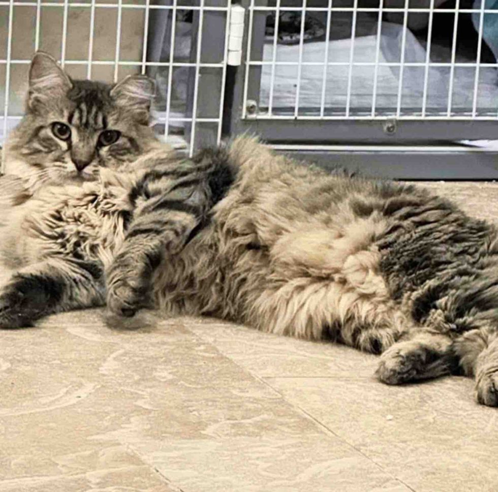 fluffy cat shelter floor