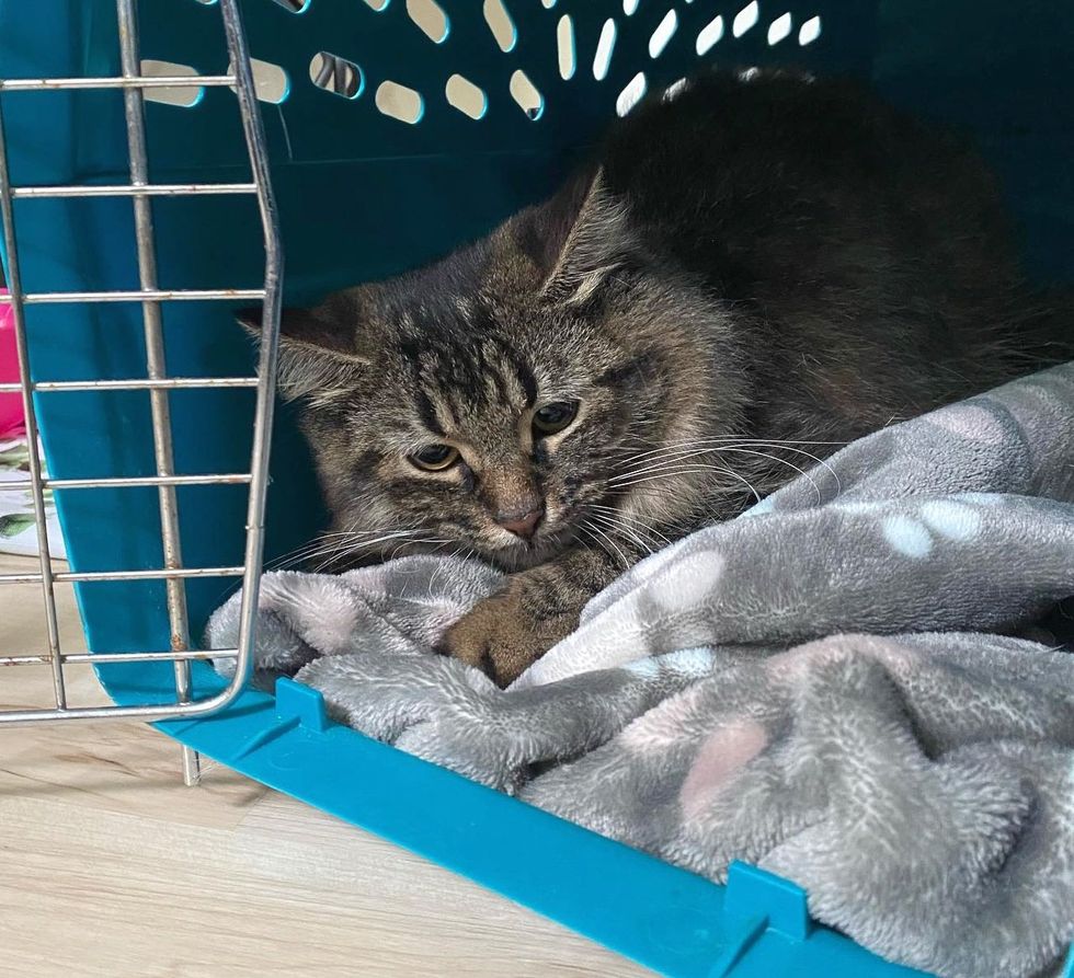 fluffy cat shy carrier