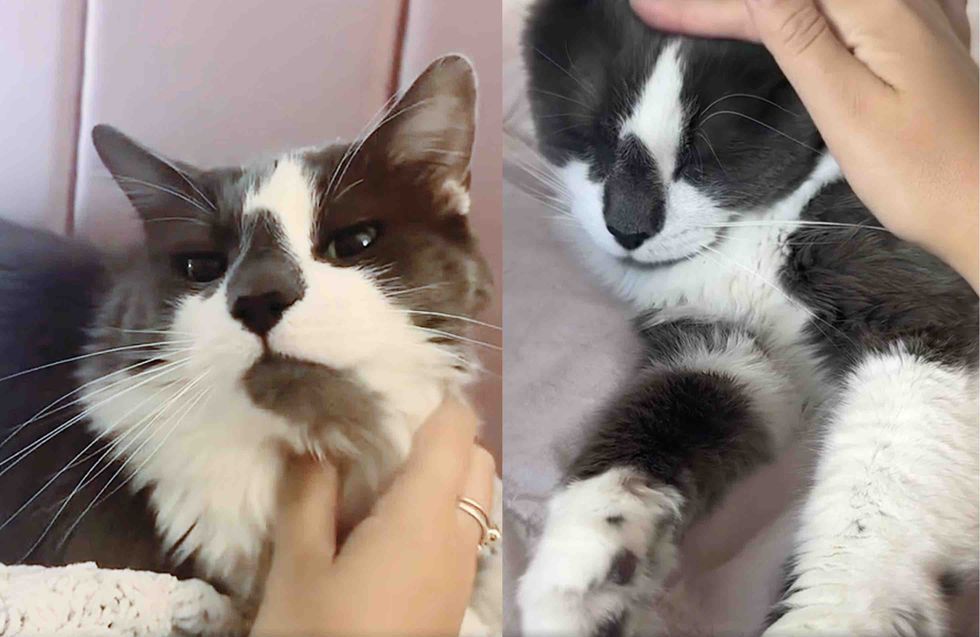 fluffy cat snuggles