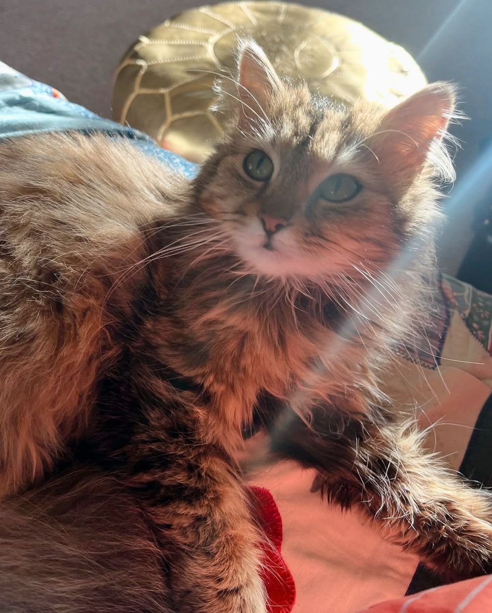 fluffy cat sunshine