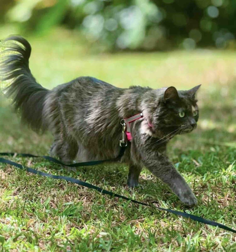 fluffy cat walking