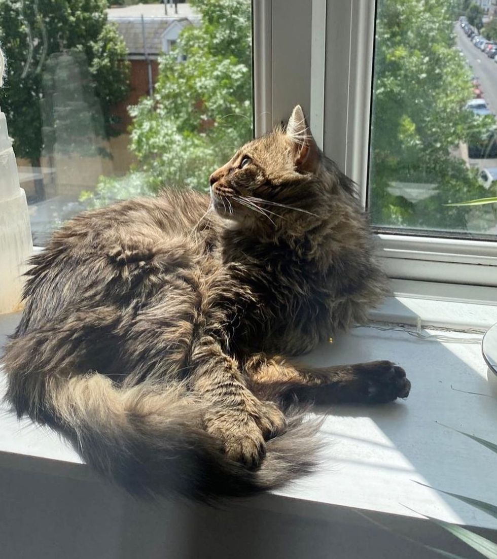 fluffy cat window