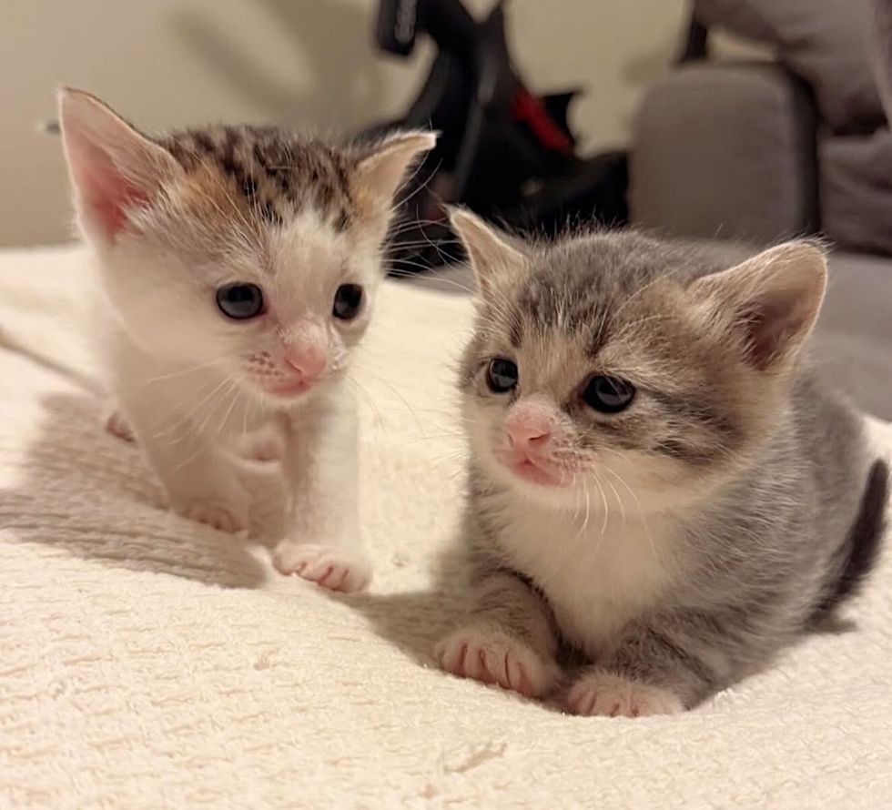 fluffy cute kittens