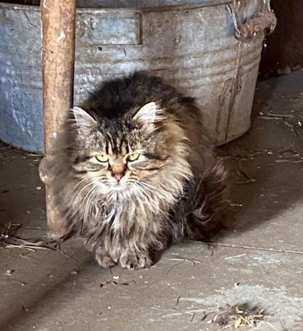 fluffy farm cat