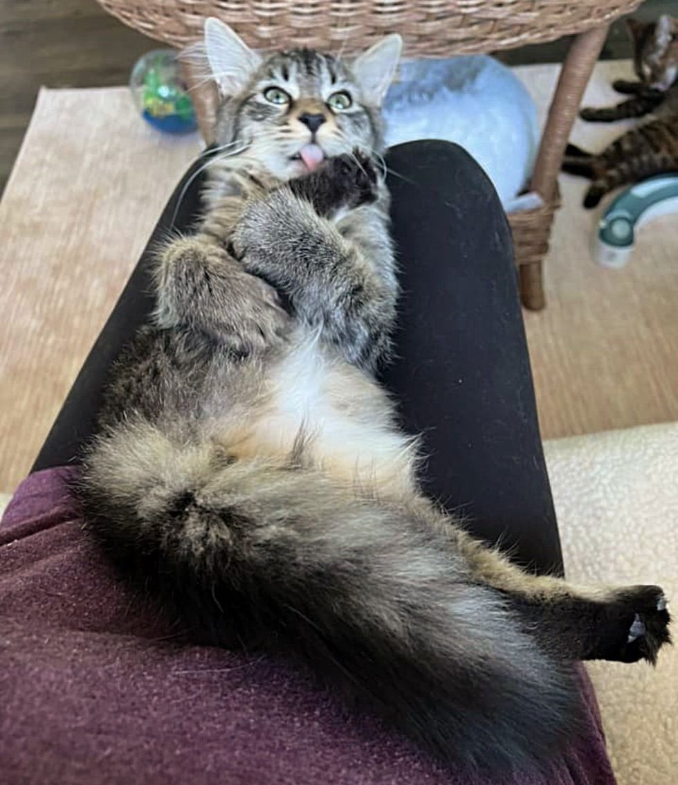 fluffy funny lap cat