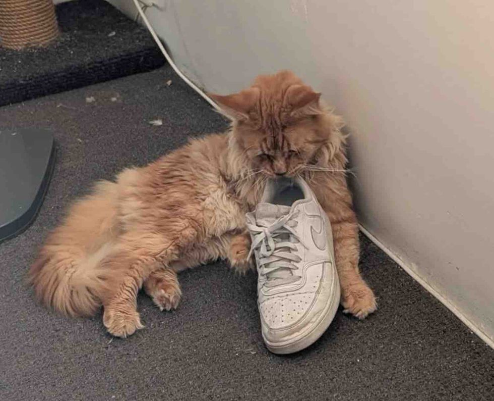 fluffy ginger cat shoe